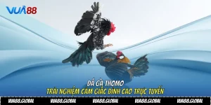 Đá gà Thomo