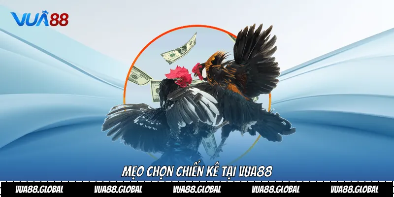 Mẹo chọn chiến kê tại VUA88