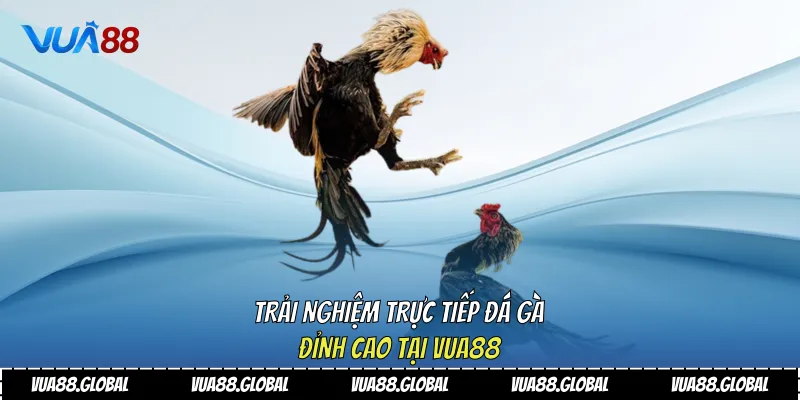 Trực tiếp đá gà